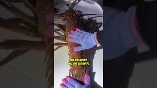 Лиза ловит огромного лобстера вместе с капитаном Элом Клоуэрсом! 🦞