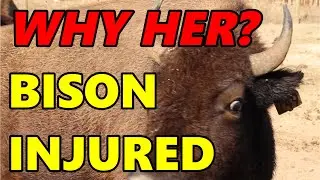 Ep. 137 - Injured Bison - Kisses Needs Kisses | Blackacre Ranch