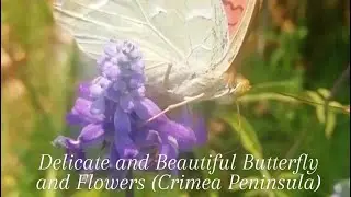 Бабочка и Цветы Beautiful delicate Butterfly and purple Flowers (nature of the Crimean peninsula)