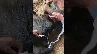 ठंडी लगने का ईलाज#hypothermia#lowtemperature#shortsvideo#ytshorts#trendingshorts#dairyherd#farming