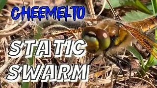 INSTRUMENTAL Cheemelto - Static Swarm