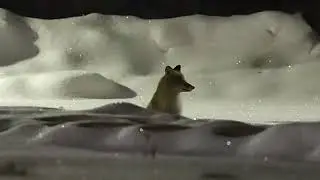 Лиса в ночи (fox at night)