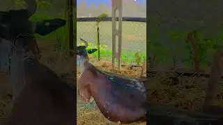 गीर गाय: गुजरात का गौरव#GirGai #GirCow #Gaumata #DesiCow #IndianCow #CowLover #CowVideos #subscribe