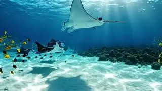 The Ultimate Sleep Sound: Deep Sea Rumble & Underwater Atmosphere 🐋