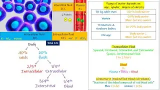 Intracellular fluid , Extra cellular fluid. Chapter 25 part 1. Guyton and Hall Physiology.