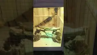 Sưởi b&oacute;ng solar glo cho iguana baby