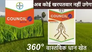 धान लगाने के बाद कौन सी दवा डालें||Bayer council active||धान में खरपतवार नियंत्रण@mauryabeejbhandar2.0