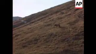 Mongolia - Takhi horses