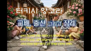 터키시 앙고라의 교배와 출산, 장례는 생명을 ‘소유’하지 않고 동행하는 법을 가르쳐준다. 태어남을 허락하는 책임, 떠남을 배웅하는 용기, 이 고양이와 함께한 사람은 안다.
