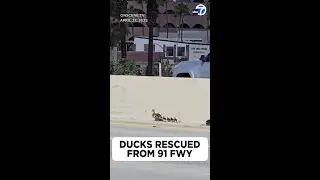 Baby ducks rescued after becoming stranded on 91 Freeway in Riverside