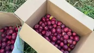 Braeburn and Spartan Apple Orchard Taste Test and the Best Apples to Grow in Your Backyard
