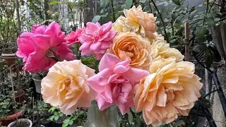 Get Many Basal Break in Roses 