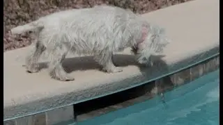 Travelers Beer Review --  Aloha Pineapple Shandy -- Westie vs Lizard in pool -- Bloopers