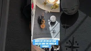 60 year old cat and the fiddle arcade