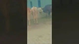 #cow #animals #love #baby #cute #animal #fact #youtube #mini #trending #shorts #trend #viu #ji #...