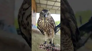 hawk scare sound😱 #shorts #hawk #birds #eagle #animals #wildlife