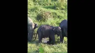 elephants?videos?recent extinct animal?