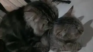Video Amatir Kucing Gagal Berkembang Biak (Cat Mating Fail)