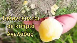 &Alpha;&upsilon;&tau;ό &sigma;&eta;&mu;&alpha;ί&nu;&epsilon;&iota; &tau;&omicron; ό&nu;&omicron;&mu;&alpha; &tau;&omicron;&upsilon; 😊 Bolbitius titubans