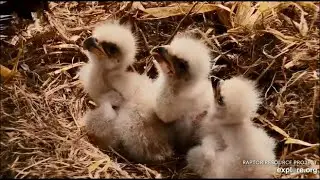 Decorah Eagles ~ Decorah Triplets All Lined Up In A Row Ready To Eat! 4.10.20
