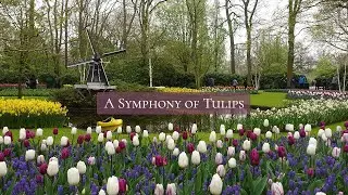 A Tulip Symphony : Anna Pavord and the Keukenhof Gardens