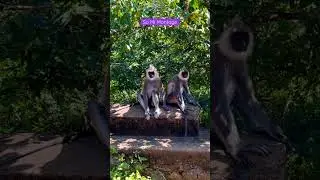 Hanuman monkeys (Tufted Gray Langurs). Yala National Park. Sri Lanka 🇱🇰#wildlife #animals #monkey