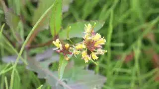 やっと秋！ ⑥イヌガラシ！ Rorippa indica.