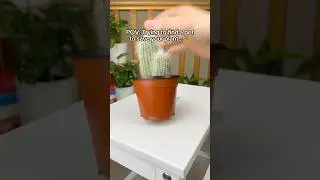 POV: Trying to find a pot to save your plant&hellip; 🪴