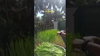 How to grow Wheat grass | wheat grass recipe in tamil                      #microgreens