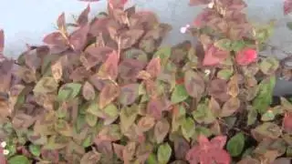 Pink Persicaria Capitata  Images