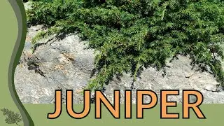 The Beginner's Guide to JUNIPER! (Juniperus) 🌲🌲🌲