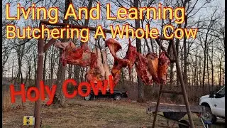 Butchering A Cow Hoopty Style. #countrylife 