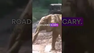 Wholesome Tears Baby Elephant&rsquo;s Adorable Struggle to Cross! ❤️