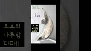 오후의 나른함 타파🤩👏