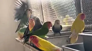Beautiful Lovebird Colony Feeding Together | Natural Sounds Only #Shorts #Lovebirds #BirdColony 