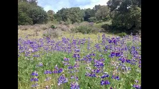 Botany For Beginners Webinar with Caprice Disbrow