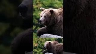 #animalsongsforkids