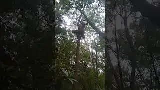 climbing up and down the tree @Leo.Primal @samurasti.extremo @zkramos#parkour #primal