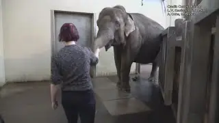 Have you ever seen an elephant peel a banana? Study says one at German zoo learned from humans.