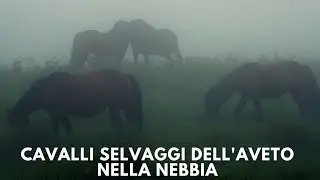 Cavalli Selvaggi dell'Aveto nella nebbia