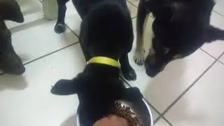 Potter has no food aggression1