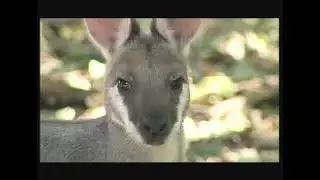 Notamacropus (Macropus) parryi - Кенгуру Паррі &ndash; Whiptail wallaby