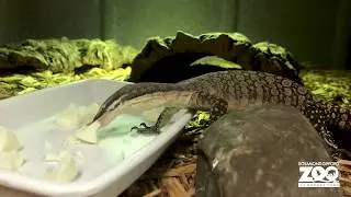 Kimberley Rock Monitor Feeding
