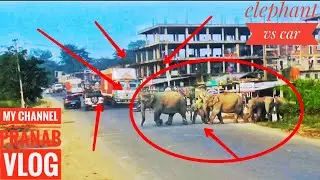 Car vs elephant dangar elephant road crossing video 