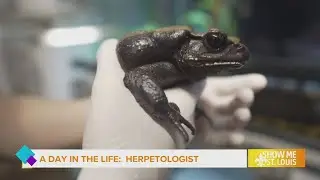 A Day in the Life: Herpetologist at the St. Louis Zoo