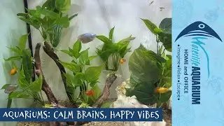 Beautiful Aquarium Decors | Waterlife Aquarium Ferntree Gully