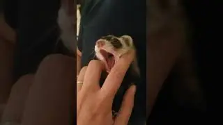 Ferret Sounds