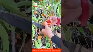 EXOTIC TREASURE 🧠and inside &mdash; pure wonder! 🍑#fruits #skills