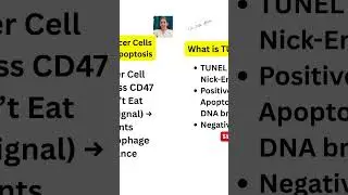How Cancer Cells Avoid Apoptosis with the CD47 &lsquo;Don&rsquo;t Eat Me&rsquo; Signal #pathologyshorts #DrZebaAfreen