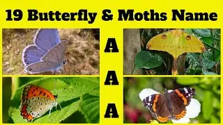 ABCs of Butterflies & Moths | Butterfly & Moths Name Start with &ldquo;A&rdquo; | Kids English Vocabulary Part-1
